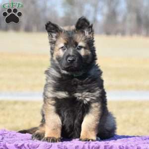 Joy, German Shepherd Puppy